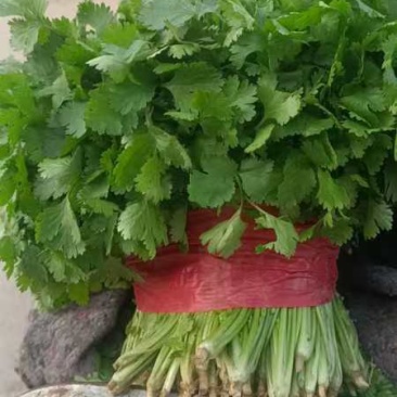 精品大叶香菜大量上市品质保证量大从优一手货源