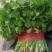 精品大叶香菜大量上市品质保证量大从优一手货源