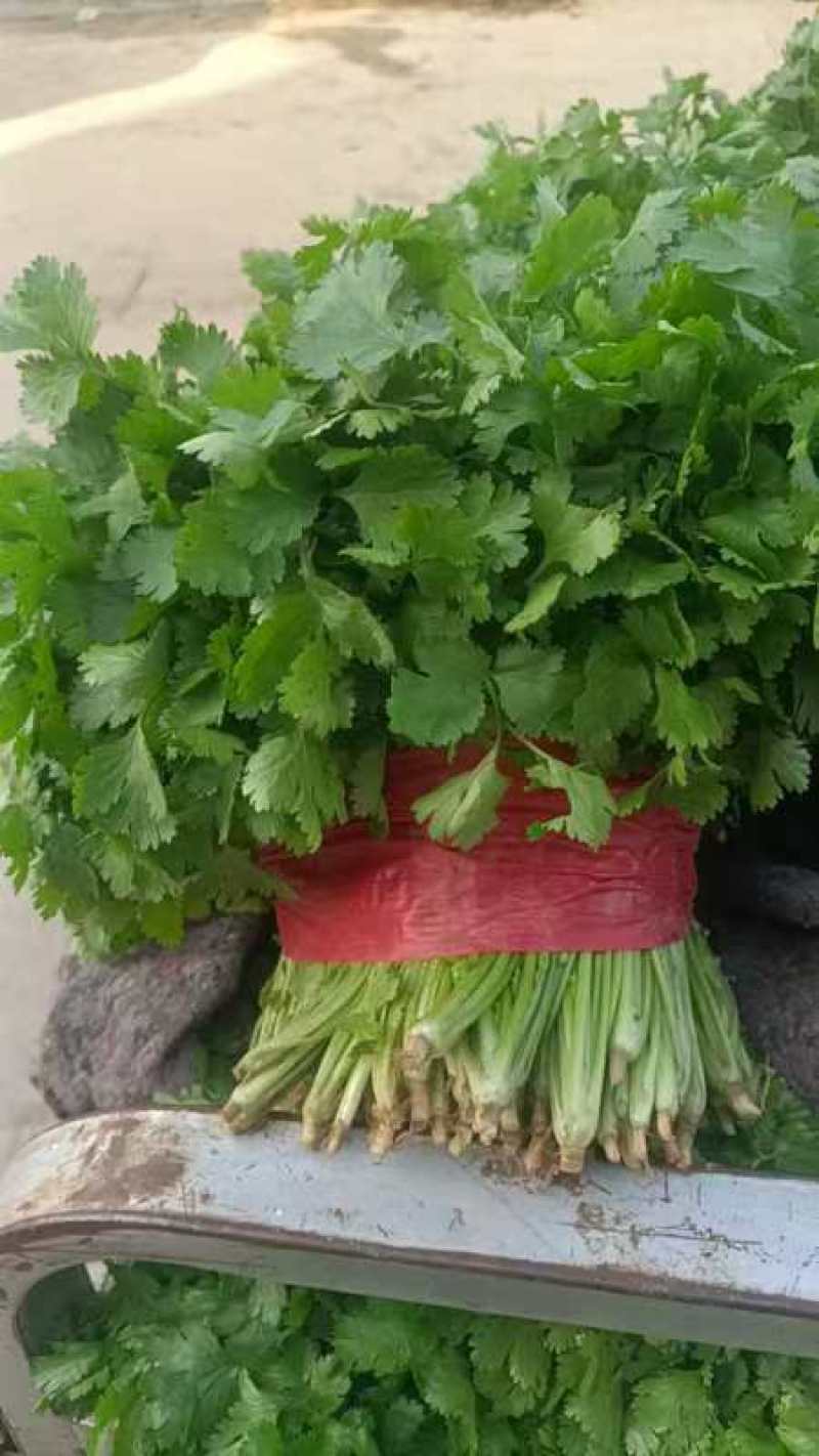精品大叶香菜大量上市品质保证量大从优一手货源