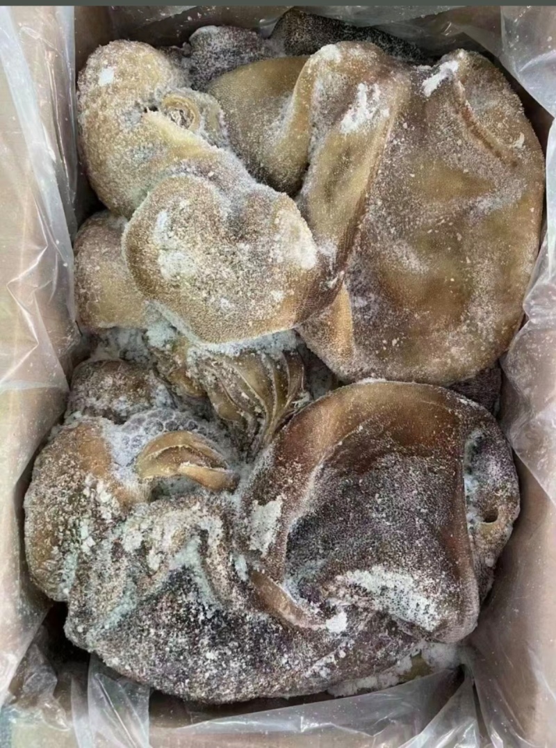 黑毛肚，黑毛肚纯干货餐饮火锅食材一件也是批发价