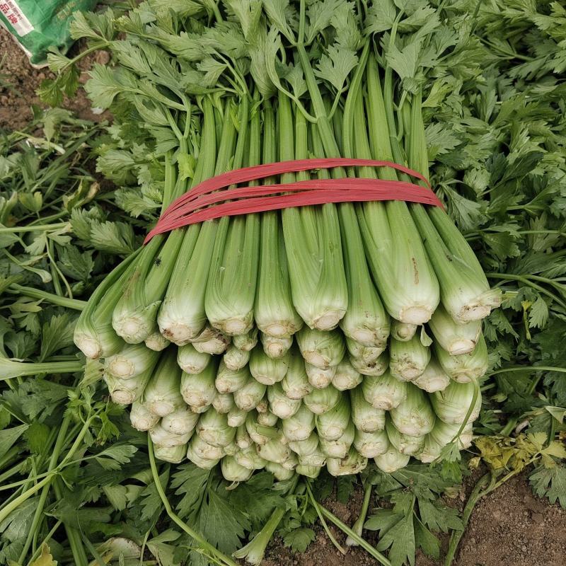 产地芹菜大量上市