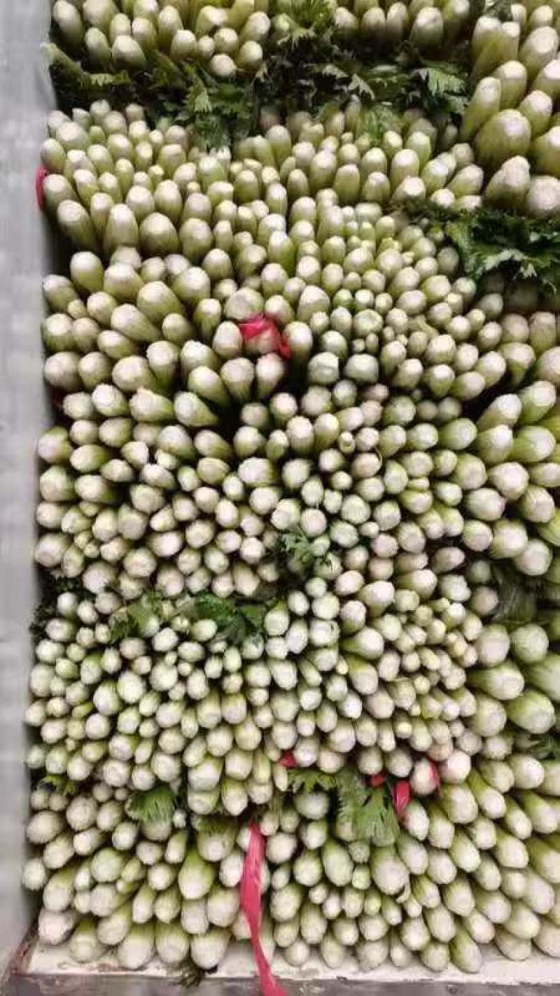 产地芹菜大量上市