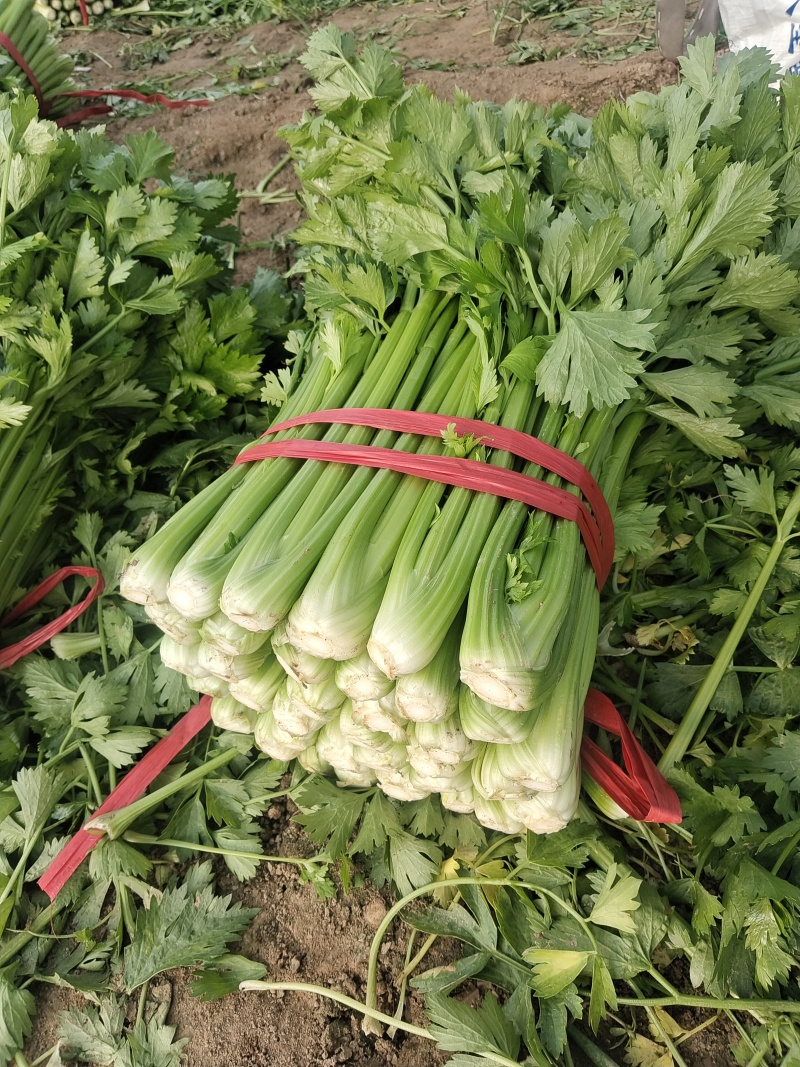 产地芹菜大量上市