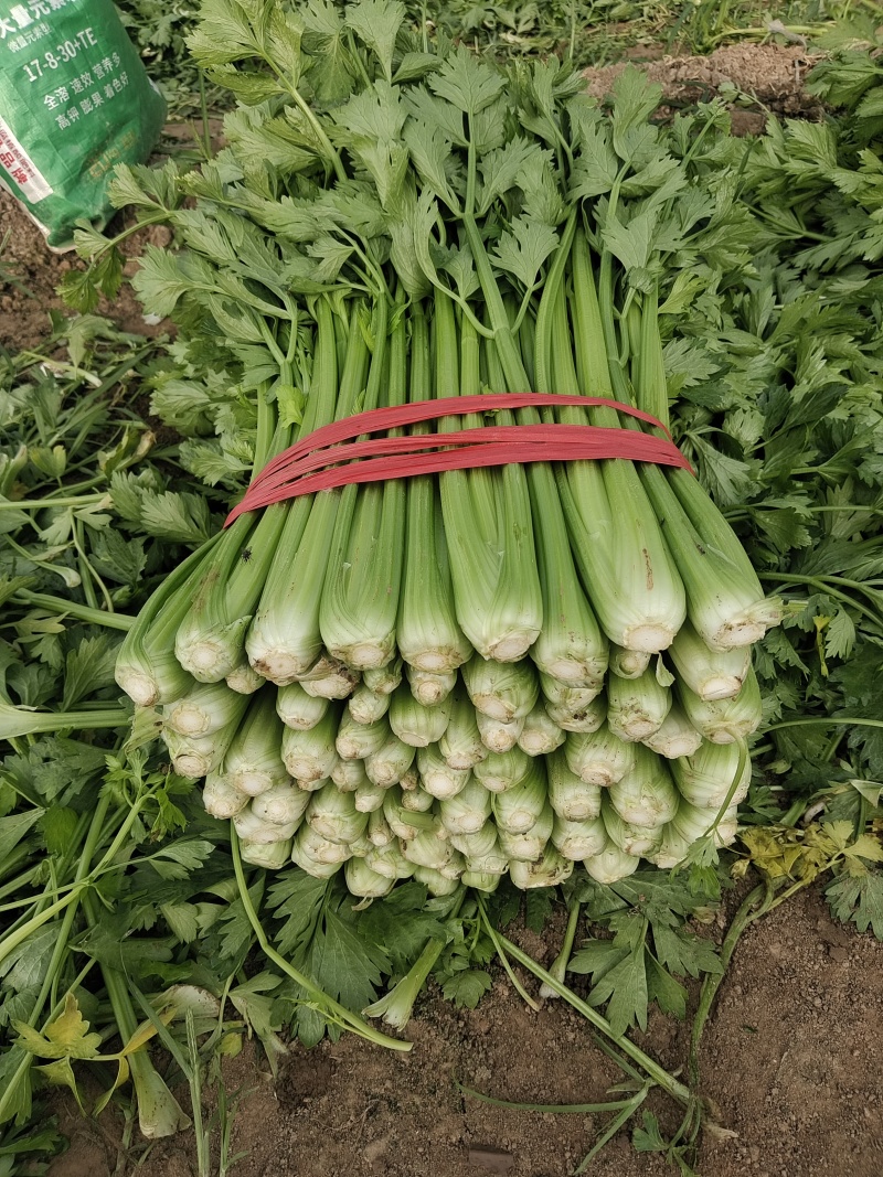 产地芹菜大量上市