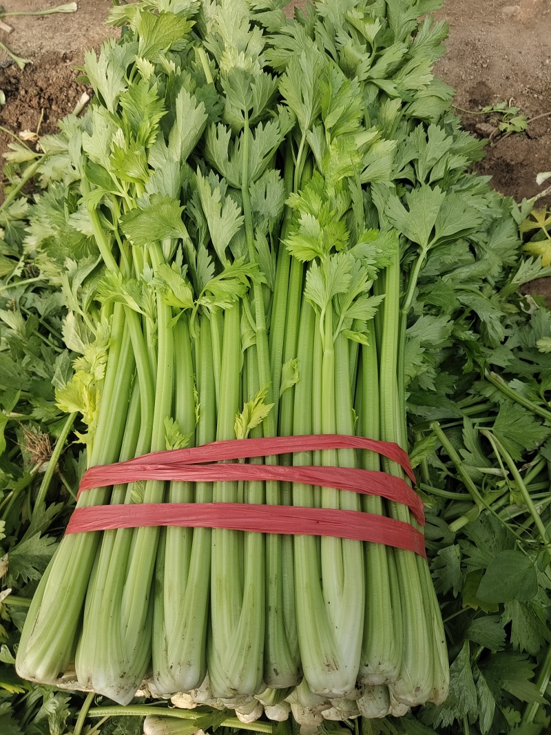 产地芹菜大量上市
