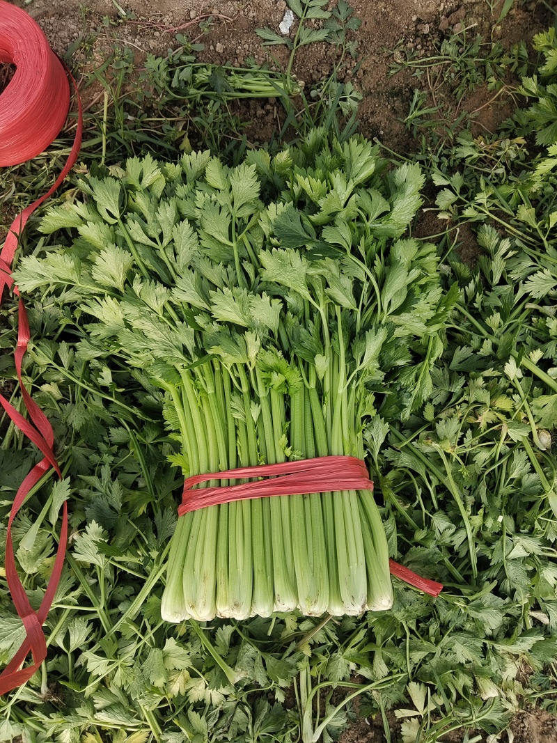 产地芹菜大量上市