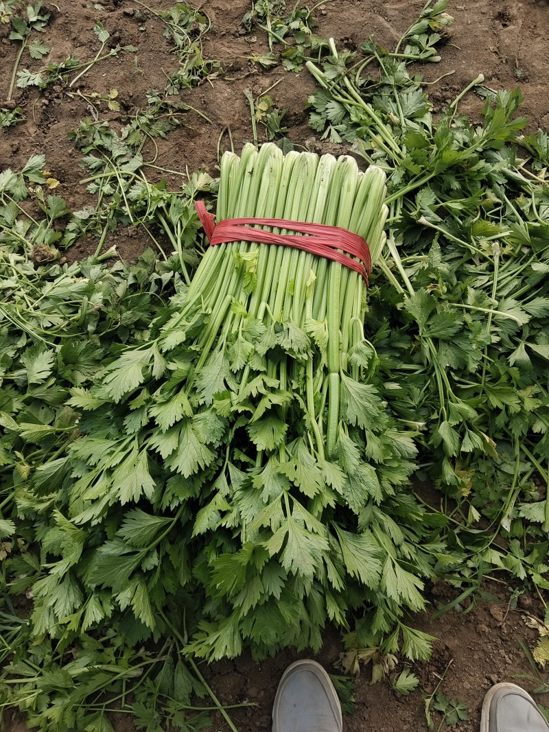 产地芹菜大量上市