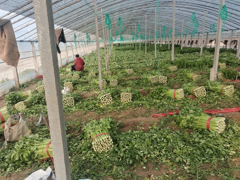 产地芹菜大量上市
