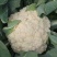有机青梗花菜苗松花菜苗菜花苗寿光种苗基地直发