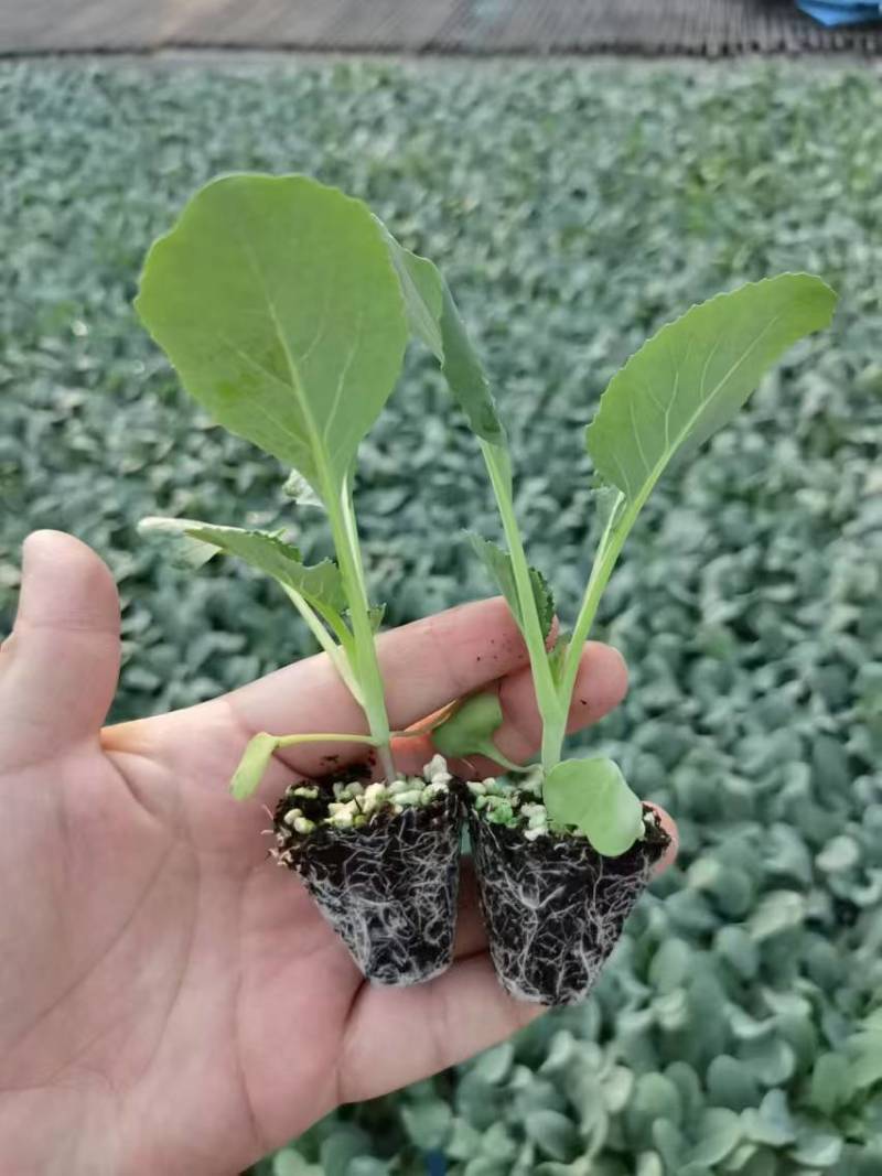 有机青梗花菜苗松花菜苗菜花苗寿光种苗基地直发