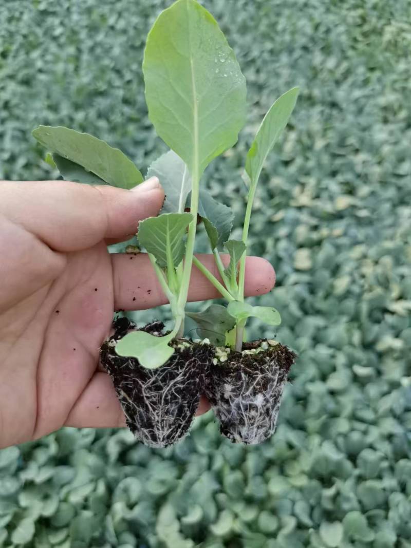 有机青梗花菜苗松花菜苗菜花苗寿光种苗基地直发