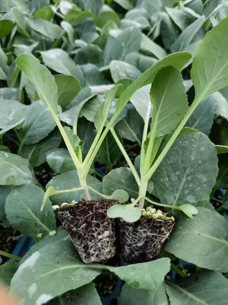 有机青梗花菜苗松花菜苗菜花苗寿光种苗基地直发