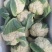 有机青梗花菜苗松花菜苗菜花苗寿光种苗基地直发