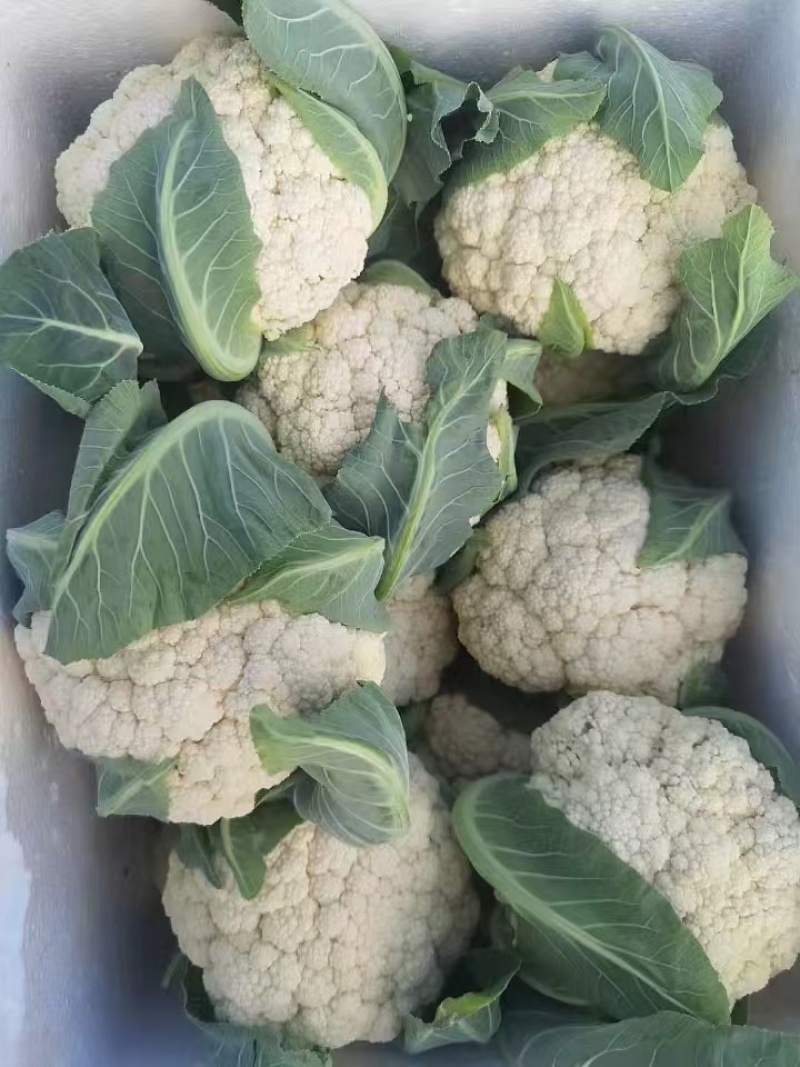 有机青梗花菜苗松花菜苗菜花苗寿光种苗基地直发