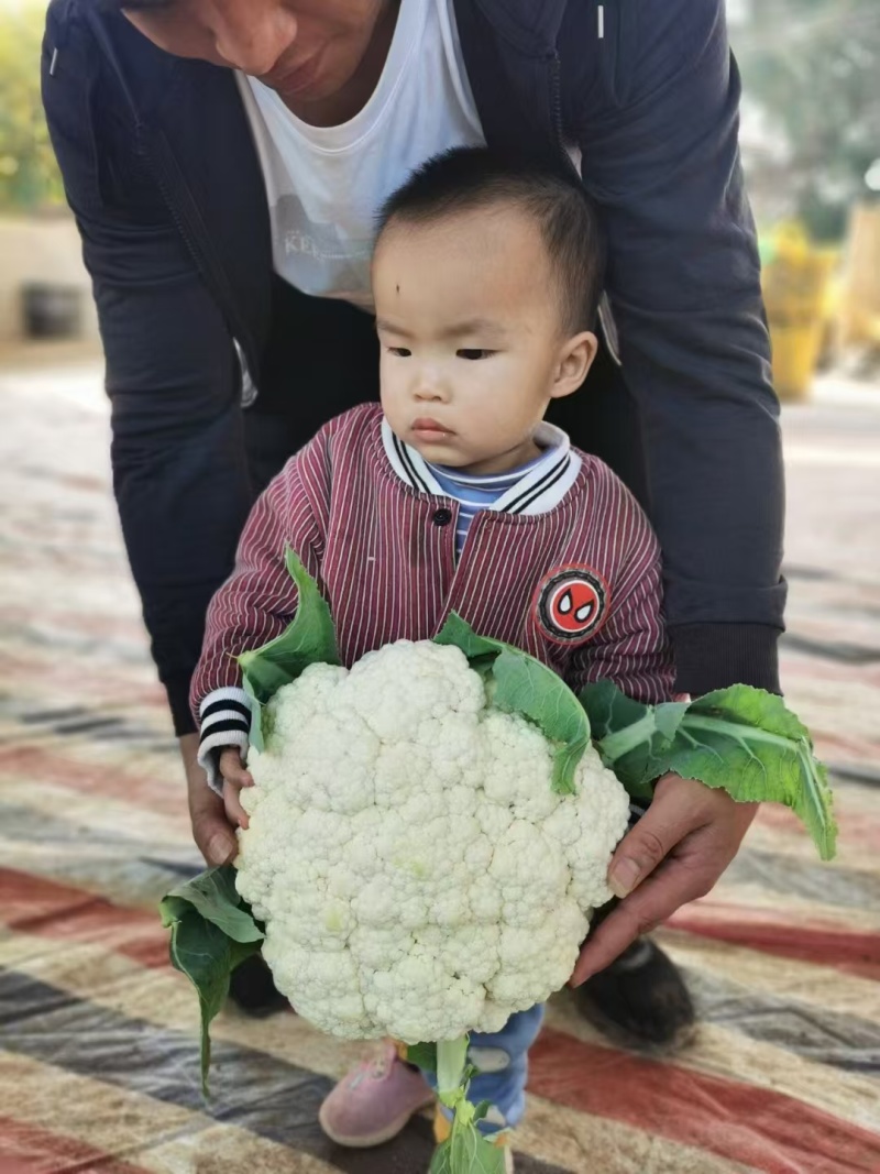 有机青梗花菜苗松花菜苗菜花苗寿光种苗基地直发