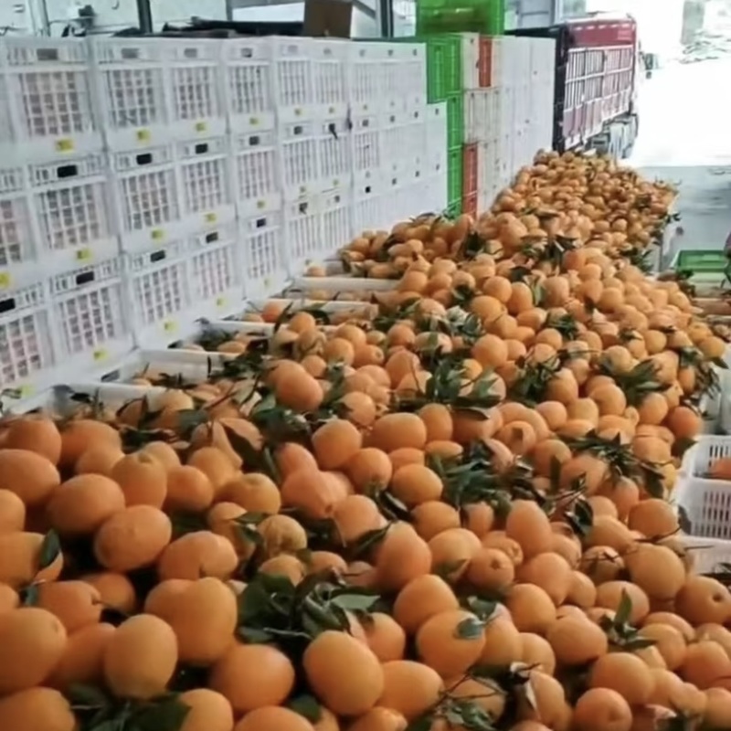 纽荷尔脐橙大量供应，电商货，市场外贸各种洗果包装一条龙