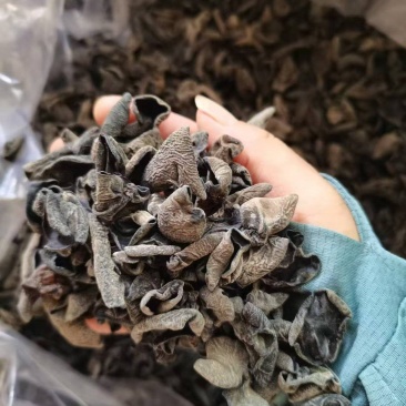秋木耳东北黑木耳超市地摊展销会电商用保证质量诚信合作