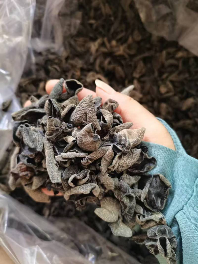 秋木耳东北黑木耳超市地摊展销会电商用保证质量诚信合作