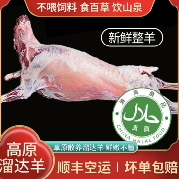 【优选】青海白条羊养殖厂保质保量货源充足价格可谈欢迎咨询