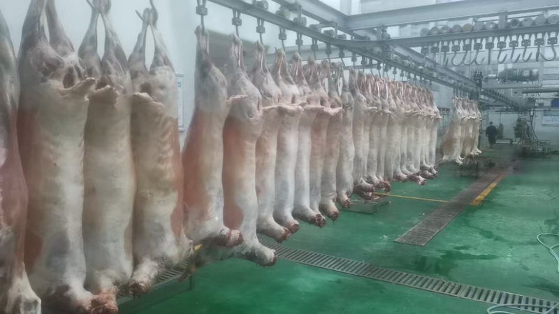 【优选】青海白条羊养殖厂保质保量货源充足价格可谈欢迎咨询
