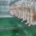 【优选】青海白条羊养殖厂保质保量货源充足价格可谈欢迎咨询