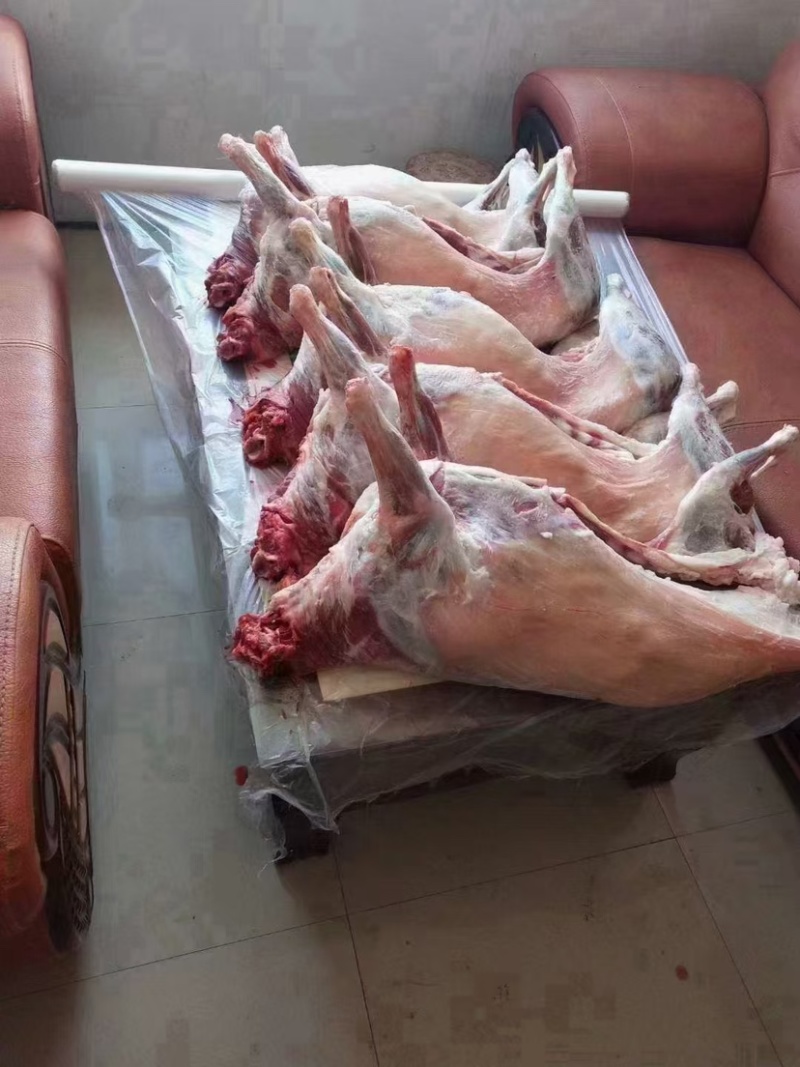 陕西横山跑山羊羊肉供应中精品羊肉品质保证诚信经营