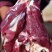 陕西横山跑山羊羊肉供应中精品羊肉品质保证诚信经营