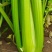 【精品】金皇后芹菜苗西芹苗根芹苗寿光各种蔬菜种苗