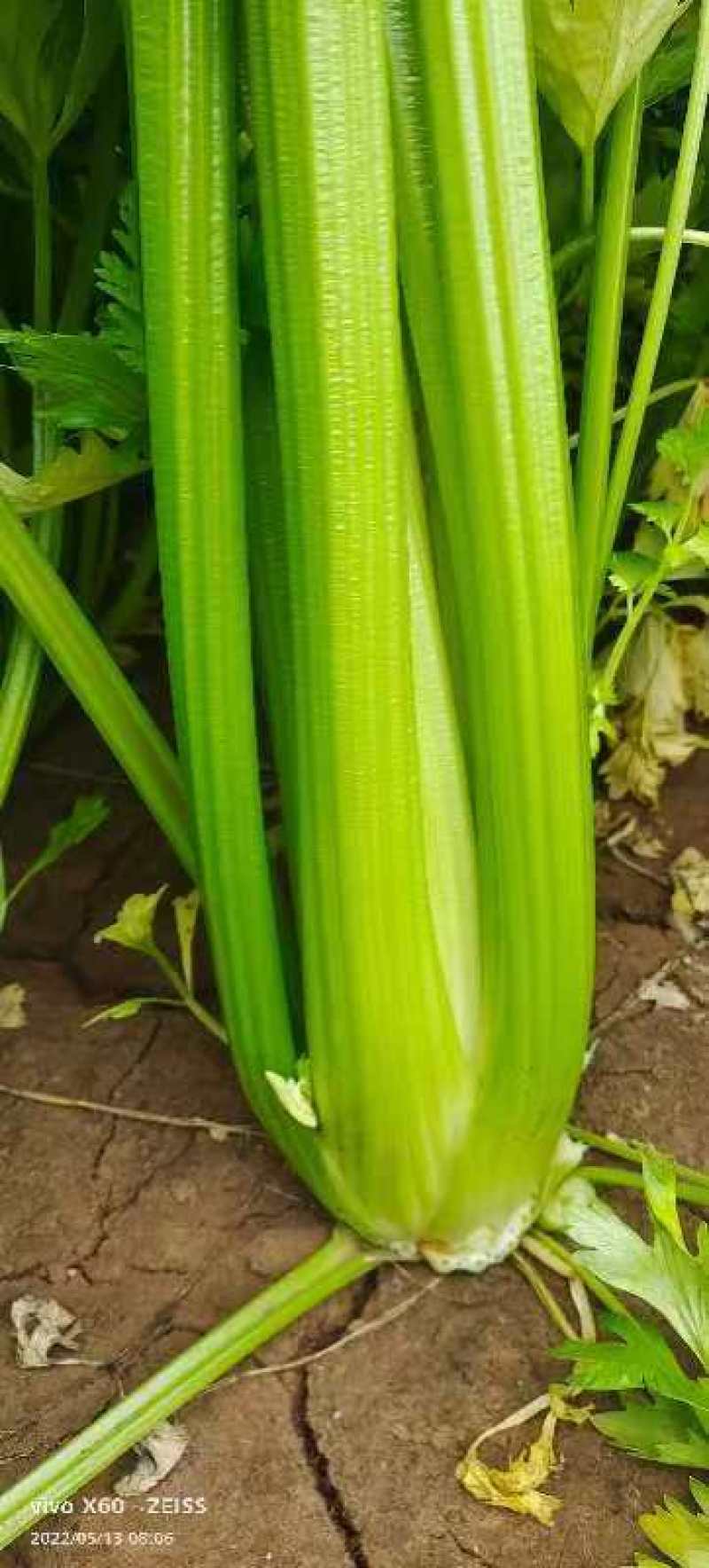 【精品】金皇后芹菜苗西芹苗根芹苗寿光各种蔬菜种苗