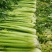 【精品】金皇后芹菜苗西芹苗根芹苗寿光各种蔬菜种苗