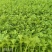 【精品】金皇后芹菜苗西芹苗根芹苗寿光各种蔬菜种苗