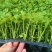 【精品】金皇后芹菜苗西芹苗根芹苗寿光各种蔬菜种苗