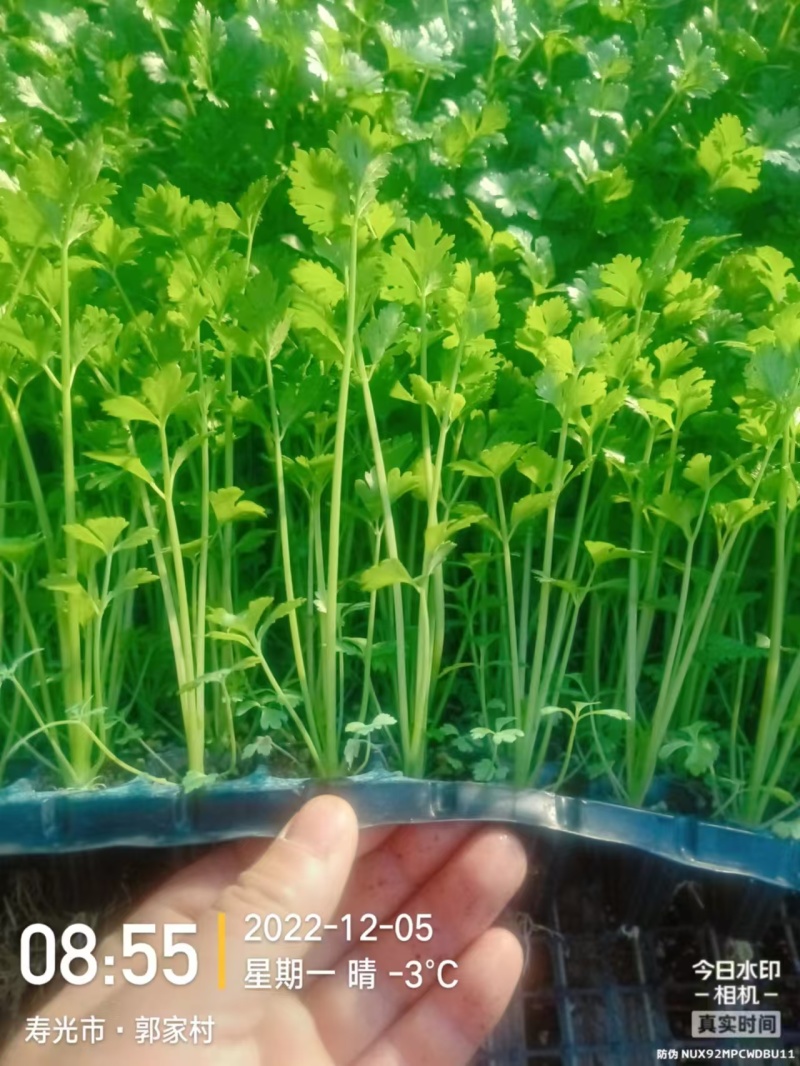 【精品】金皇后芹菜苗西芹苗根芹苗寿光各种蔬菜种苗