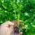 【精品】金皇后芹菜苗西芹苗根芹苗寿光各种蔬菜种苗