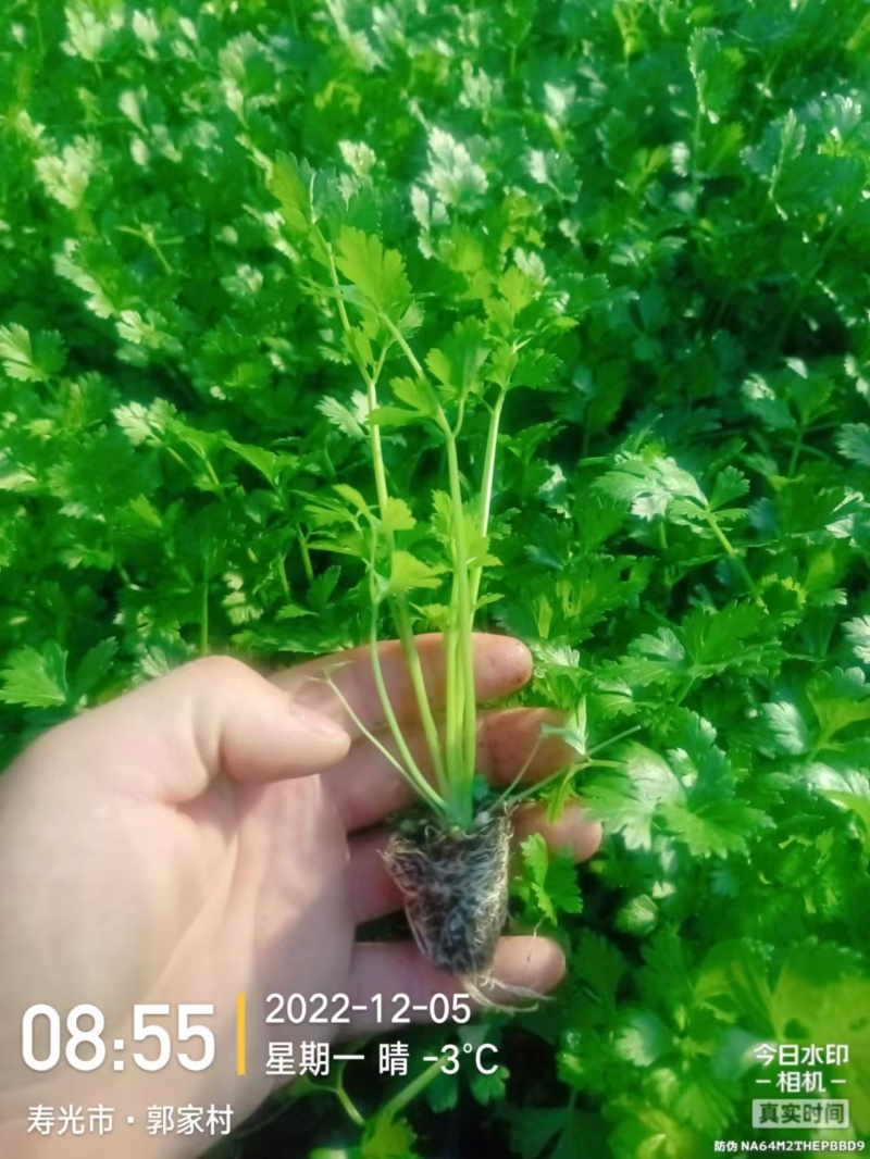 【精品】金皇后芹菜苗西芹苗根芹苗寿光各种蔬菜种苗