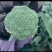寿光西兰花种苗优秀炎秀苗西兰花苗小米粒绿菜花苗