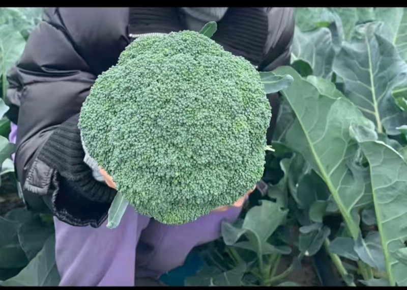 寿光西兰花种苗优秀炎秀苗西兰花苗小米粒绿菜花苗