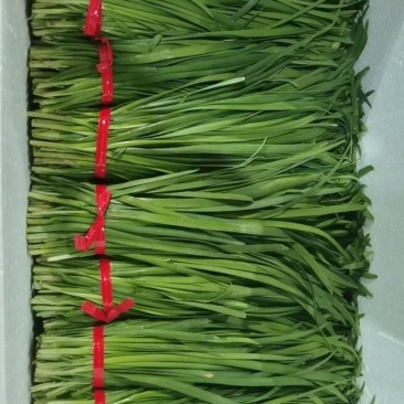 非菜