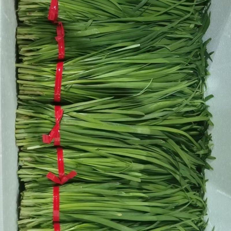 非菜