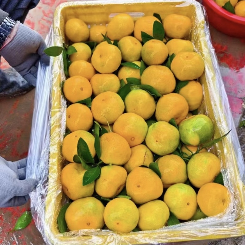 【推荐】湖北早熟蜜橘，产地直供货源稳定，适合电商市场