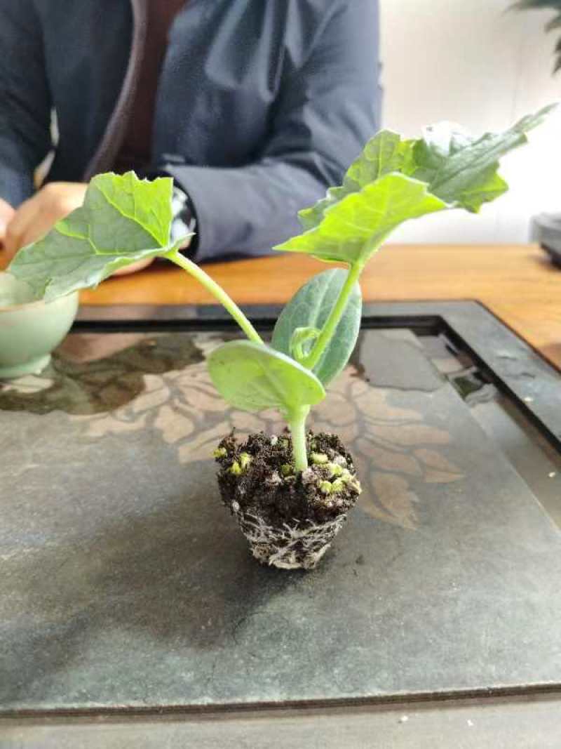 山东寿光丝瓜苗优质油皮丝瓜苗产量高存活率高量大优惠