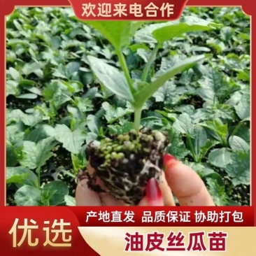 山东寿光丝瓜苗优质油皮丝瓜苗产量高存活率高量大优惠