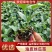 山东寿光丝瓜苗优质油皮丝瓜苗产量高存活率高量大优惠