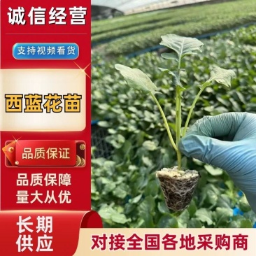 寿光西兰花种苗优秀炎秀苗西兰花苗小米粒绿菜花苗