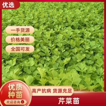 【精品】金皇后芹菜苗西芹苗根芹苗寿光各种蔬菜种苗