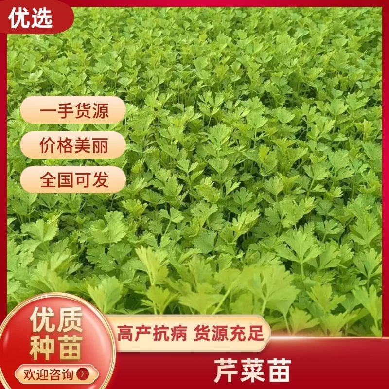 【精品】金皇后芹菜苗西芹苗根芹苗寿光各种蔬菜种苗