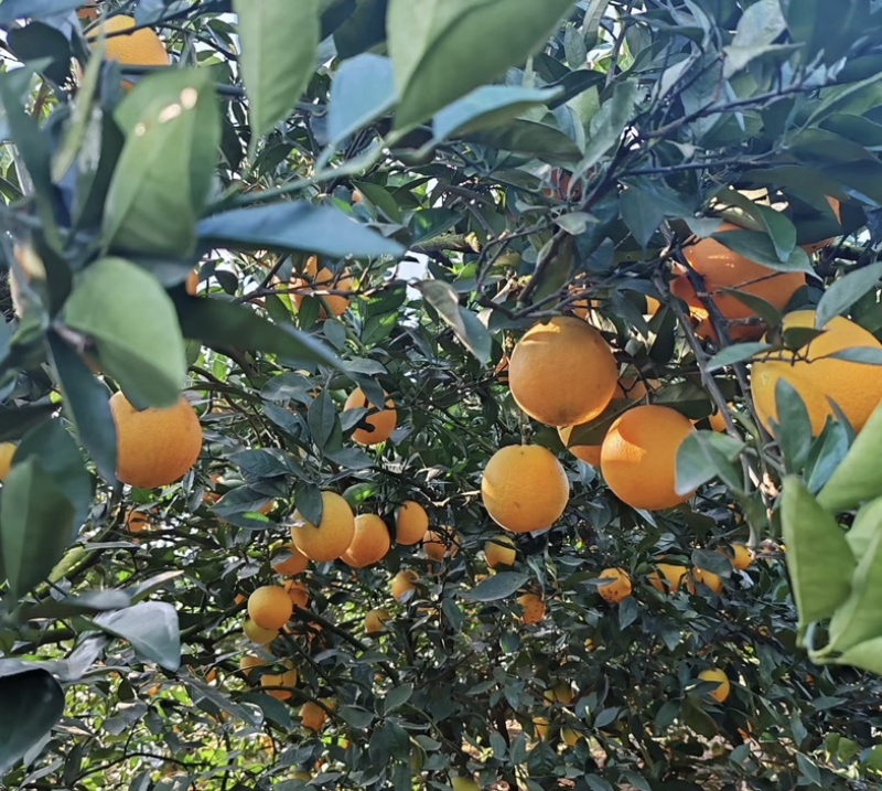 湖北秭归纽荷尔脐橙宜昌本地人产地一手货源