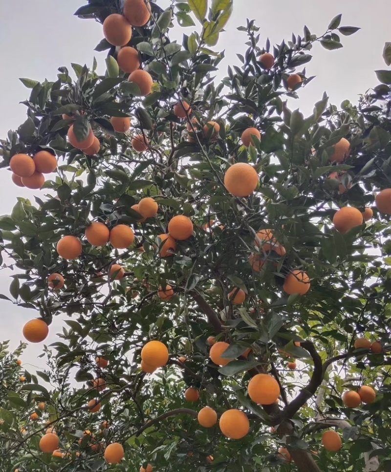 湖北秭归纽荷尔脐橙宜昌本地人产地一手货源