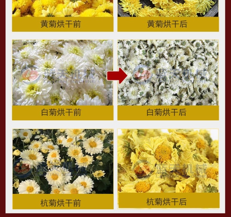菊花烘干机热泵菊花烘干房金丝皇菊黄菊花干燥机野菊花烤房
