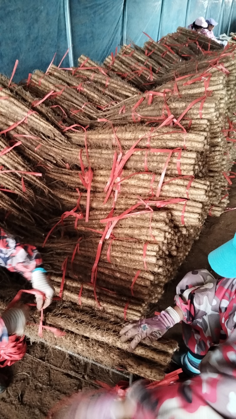河南铁棍山药2024新货上市需要的老板电话联系